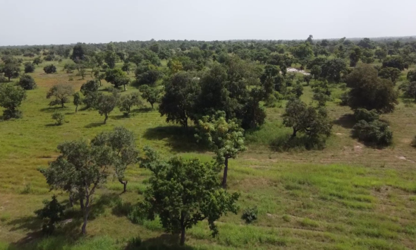 vlcsnap 2026 03 21 11h24m30s663 Journée Internationale des Forêts : Appel à la mobilisation pour sauver les forêts burkinabè