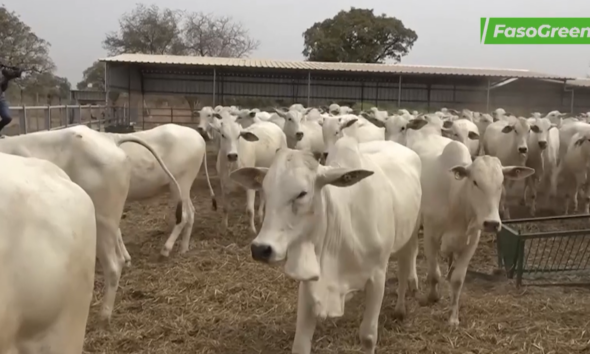 Capture decran 2026 04 18 092444 Vaches gestantes performantes : Des agents mieux formés pour un suivi efficace