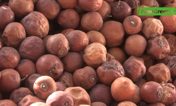 Capture decran 2026 04 21 105811 Produits forestiers non ligneux : Dame COMPAORÉ en fait la commercialisation depuis 5 ans