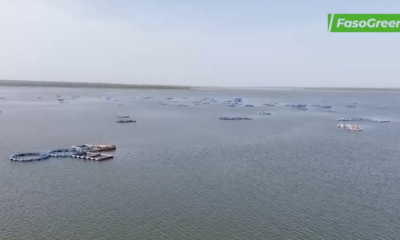 Capture decran 2026 04 22 185203 Samendeni : plus de 12000 tonnes de poissons recoltés entre 2024 et 2025 dans les cages flotantes