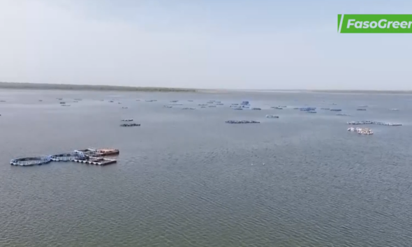 Capture decran 2026 04 22 185203 Samendeni : plus de 12000 tonnes de poissons recoltés entre 2024 et 2025 dans les cages flotantes