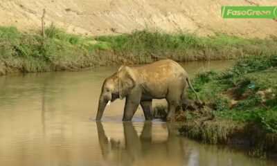 2. Journée mondiale de la vie sauvage : Le LBEA célèbre en différé la journée pour la troisième fois consécutive
