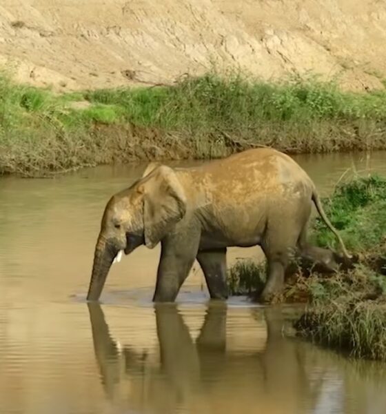 2. Journée mondiale de la vie sauvage : Le LBEA célèbre en différé la journée pour la troisième fois consécutive