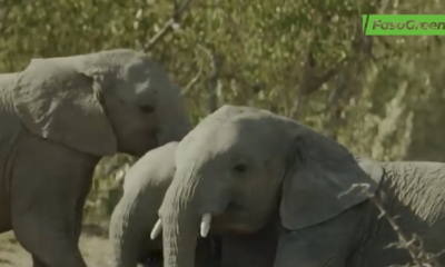 Capture decran 2026 04 30 113932 Burkina Faso : Les éléphants un patrimoine à sauvegarder