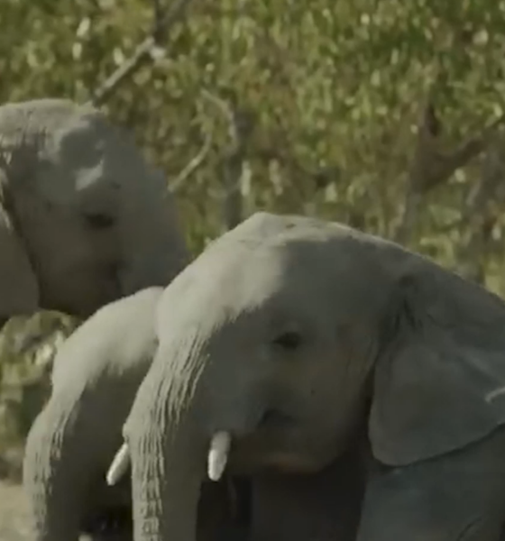 Capture decran 2026 04 30 113932 Burkina Faso : Les éléphants un patrimoine à sauvegarder