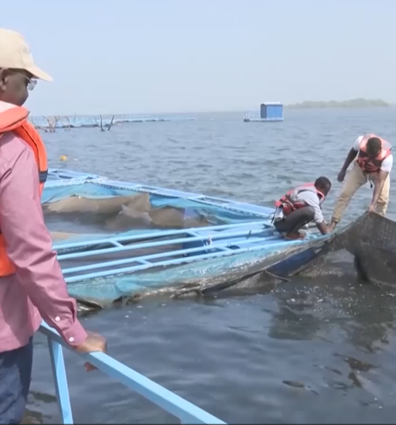 cap 1 2 Cages Flottantes au Barrage de Samendéni : 1760kg de poissons récoltés