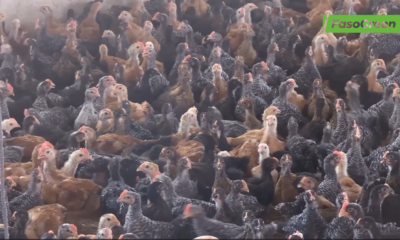 cap 3 2 Sécurité alimentaire : Niblé Gnanou mise sur les poulets locaux améliorés