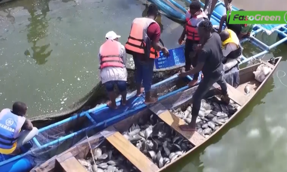 cap3 Cages Flottantes au Barrage de Samendéni : 1760kg de poissons récoltés