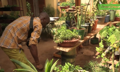 fr1 Culture hors-sol : Thomas KOANDA transforme le domicile familial en jardin productif