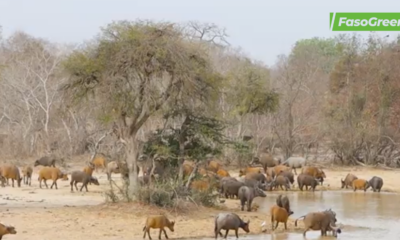 fr3 Complexe W Arly Pendjari : Un laboratoire de mammifères