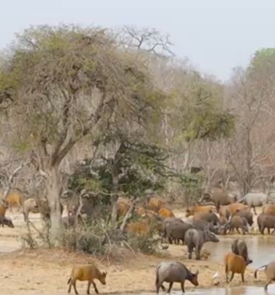 fr3 Complexe W Arly Pendjari : Un laboratoire de mammifères
