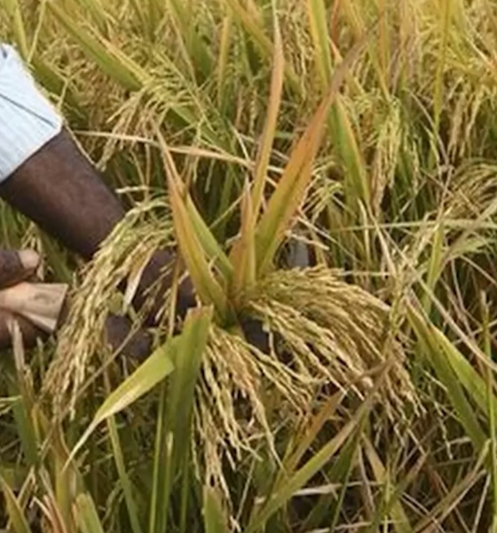 Capture decran 2026 05 05 085647 Suspension de l’importation du riz au Burkina : Quelles implications pour les acteurs de la filière?