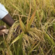 Capture decran 2026 05 05 085647 Suspension de l’importation du riz au Burkina : Quelles implications pour les acteurs de la filière?
