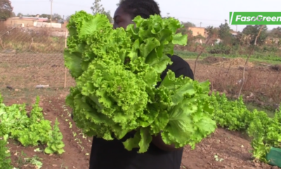 Capture decran 2026 05 07 084209 Salade : Tout savoir sur le processus de production