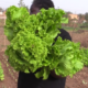 Capture decran 2026 05 07 084209 Salade : Tout savoir sur le processus de production
