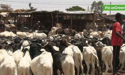 Capture decran 2026 05 14 125908 Tabaski 2026 : Forte affluence au marché de bétail de tanghin