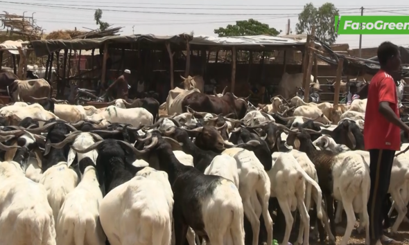Capture decran 2026 05 14 125908 Tabaski 2026 : Forte affluence au marché de bétail de tanghin