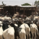 Capture decran 2026 05 14 125908 Tabaski 2026 : Forte affluence au marché de bétail de tanghin