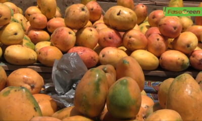 Capture decran 2026 05 20 102207 Mangue au Burkina Faso : Entre faible disponibilité et hausse du prix