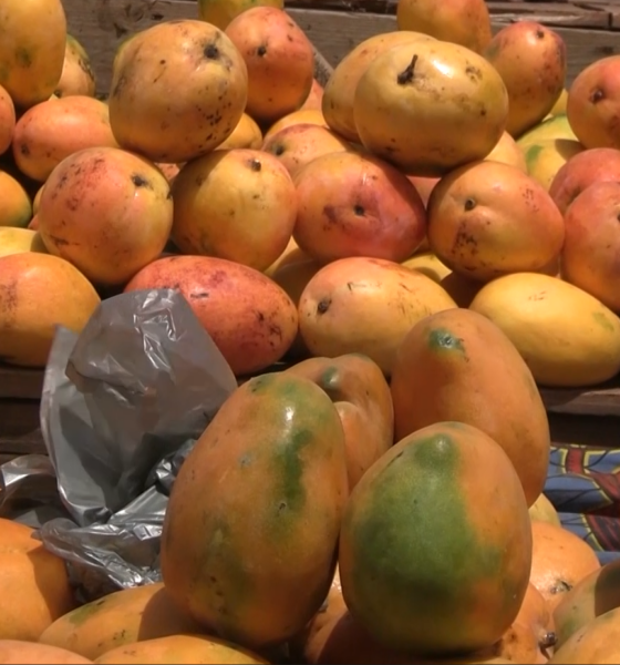 Capture decran 2026 05 20 102207 Mangue au Burkina Faso : Entre faible disponibilité et hausse du prix