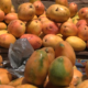 Capture decran 2026 05 20 102207 Mangue au Burkina Faso : Entre faible disponibilité et hausse du prix