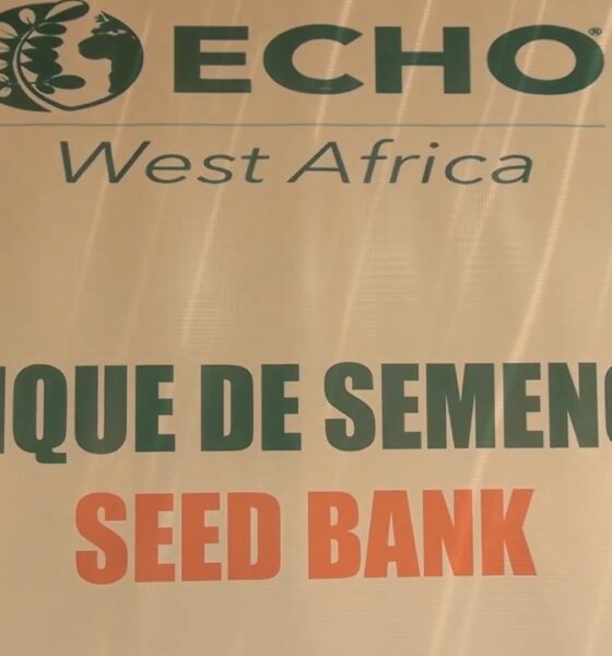 Semences paysannes : Echo West Africa fait de son cheval de bataille