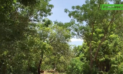 cap1 Infos en langue nationale/Mooré: La forêt de kua