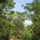 cap1 Infos en langue nationale/Mooré: La forêt de kua