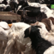 vlcsnap 2026 05 12 17h51m19s853 Suspension de l'exportation du bétail: les commerçants du marché de bétail de Tanghin s’expriment