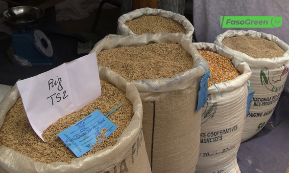 CAP 2 2 Foire semences améliorées certifiées : Zoom sur l’Union Régionale des Sociétés Coopératives des Producteurs de Semences Améliorées du Nakambé