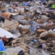 CAP4 EL Gestion des déchets dans les marchés : La CONAJEC et ses partenaires en rencontre d’échanges pour répondre à la problématique