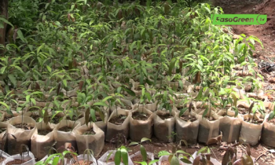 cap1 Les pépiniéristes en alerte : la saison des pluies relance la course aux plants