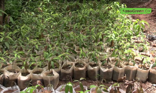 cap1 Les pépiniéristes en alerte : la saison des pluies relance la course aux plants