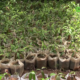 cap1 Les pépiniéristes en alerte : la saison des pluies relance la course aux plants