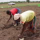 vlcsnap 2026 06 12 08h52m28s080 Saison pluvieuse : Les conseils de l’ANAM aux producteurs