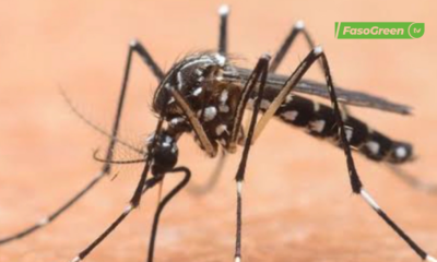 cap 1 7 Lutte contre la dengue au Burkina : L'IVM-BFA fait de la prévention sa priorité