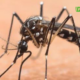 cap 1 7 Lutte contre la dengue au Burkina : L'IVM-BFA fait de la prévention sa priorité