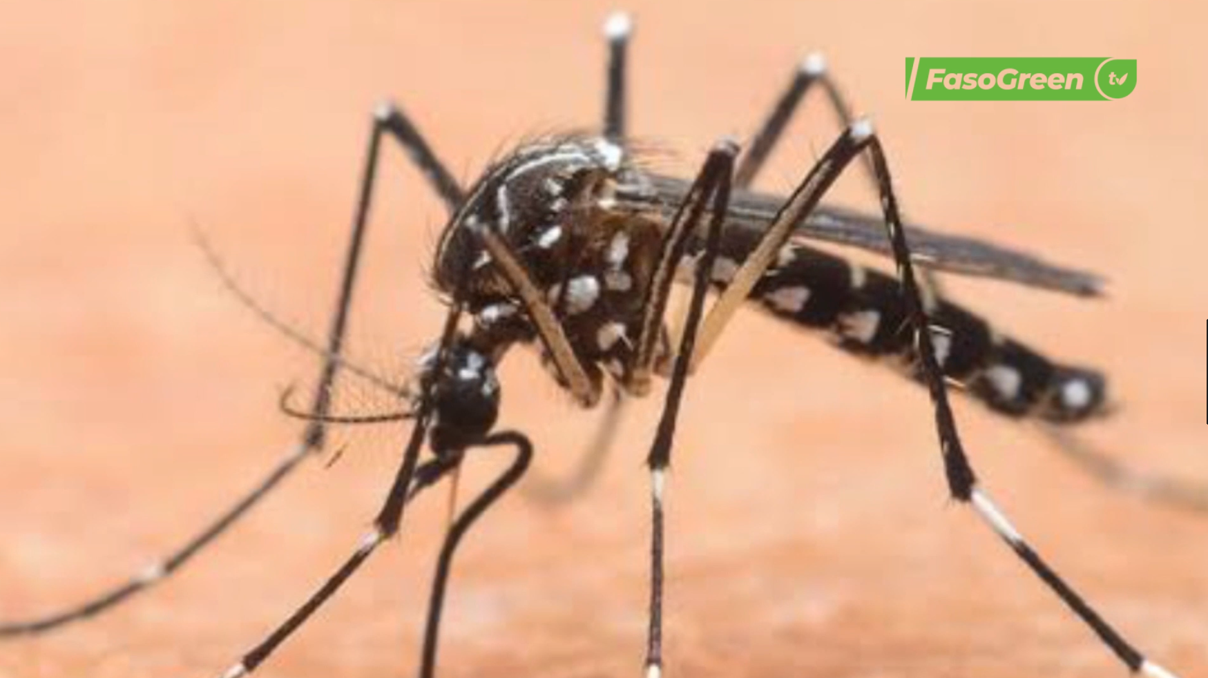 cap 1 7 Lutte contre la dengue au Burkina : L'IVM-BFA fait de la prévention sa priorité