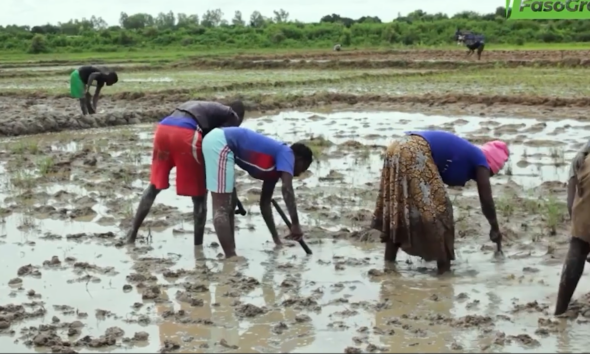 cap 2 1 Campagne agricole humide 2026-2027 : des conseils agro climatiques aux producteurs pour une campagne réussie