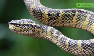 cap 2 3 Journée mondiale du Serpent : zoom sur ce reptile mal aimé mais indispensable à la nature