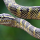 cap 2 3 Journée mondiale du Serpent : zoom sur ce reptile mal aimé mais indispensable à la nature