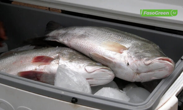 cap1 3 Ouagadougou : le prix du poisson s'enflamme