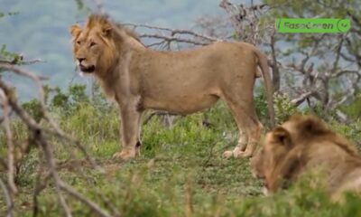 CAP 1 4 Faune au Burkina Faso : Le lion au bord de l'extinction
