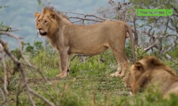 CAP 1 4 Faune au Burkina Faso : Le lion au bord de l'extinction