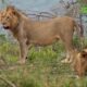 CAP 1 4 Faune au Burkina Faso : Le lion au bord de l'extinction