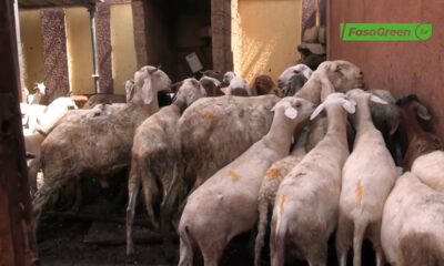 CAP 1 7 Divagation des animaux à Ouagadougou : Quel est l'état des lieux ?