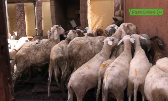 CAP 1 7 Divagation des animaux à Ouagadougou : Quel est l'état des lieux ?
