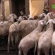 CAP 1 7 Divagation des animaux à Ouagadougou : Quel est l'état des lieux ?