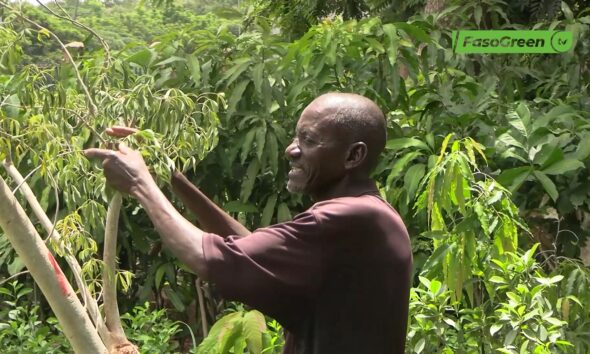 CAP 2 3 Rareté de certaines espèces de plantes locales : Des pépiniéristes interpellent