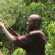 CAP 2 3 Rareté de certaines espèces de plantes locales : Des pépiniéristes interpellent
